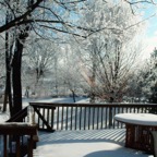 Backyard view2010