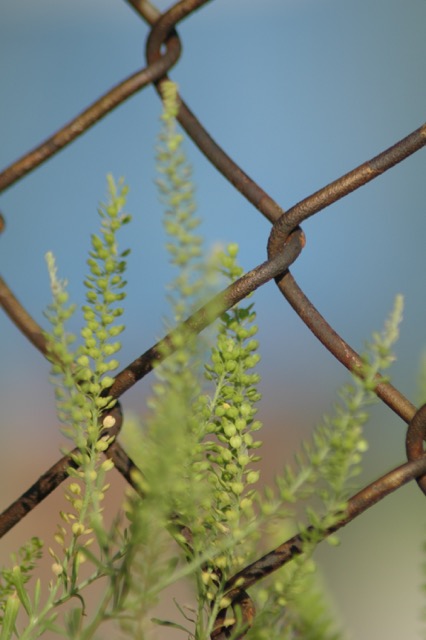 fence & plant