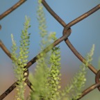 fence & plant