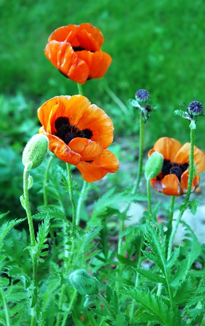 Poppies