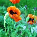 Poppies