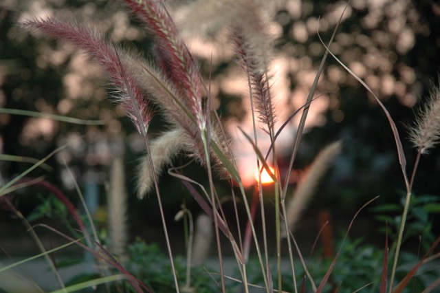 grasses