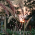 grasses